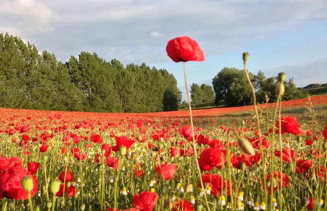 Ferienwohnung mit Terrasse in Kropelin - Foto 24