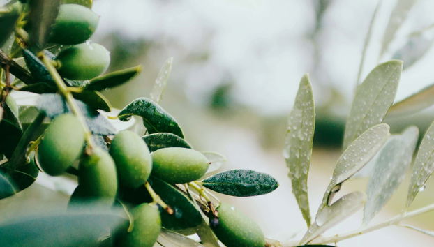 Excursion à la découverte des vignes et des oliviers du Languedoc