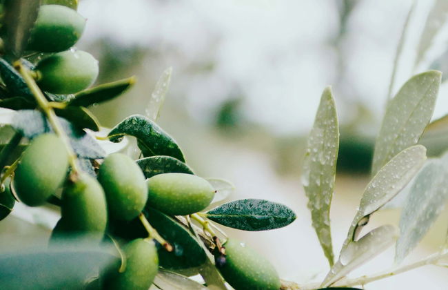 Excursion à la découverte des vignes et des oliviers du Languedoc - Photo 4