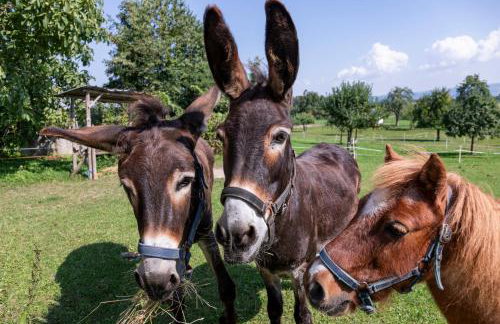 Ferienhof Siber - Photo 10