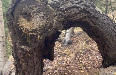 Cozy Cabin - Foto 33