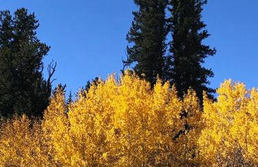 How would it feel to live close to the wildlife in a peaceful cozy cabin - Foto 12