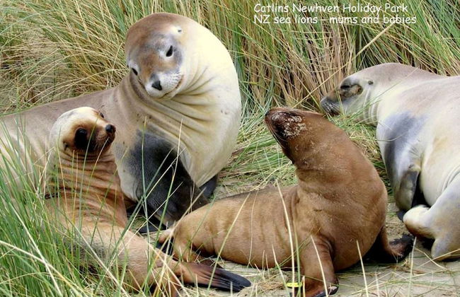 Catlins Newhaven Holiday Park - Foto 1