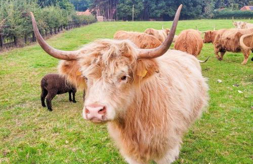 Hay's Wood Retreat - Holiday Lodges - Foto 8