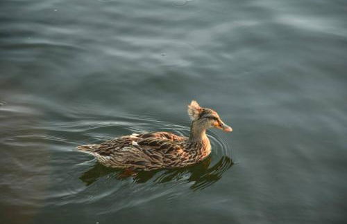 Beautiful Yacht on Catskill Creek - Foto 18