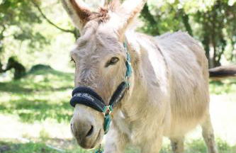 Relais du vieux sauvaire - Foto 55