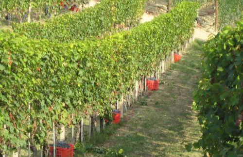 Agriturismo Il Ciabot - Foto 15