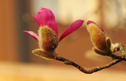 El Pongallin ideal para familias V Vacacional 268 - Foto 49