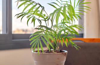 Skyline Moinhos de Vento - Foto 47