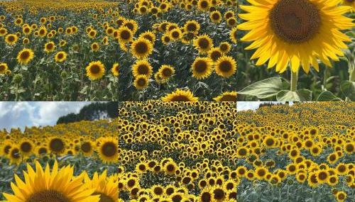 La Casa di Orazio - Foto 2