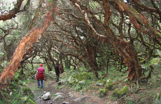 Excursion d’une journée au parc national de Huascarán - Photo 5