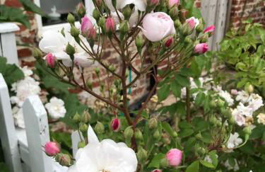 Love Heart Cottage - Foto 16