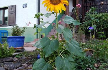 La casita linda - Foto 2