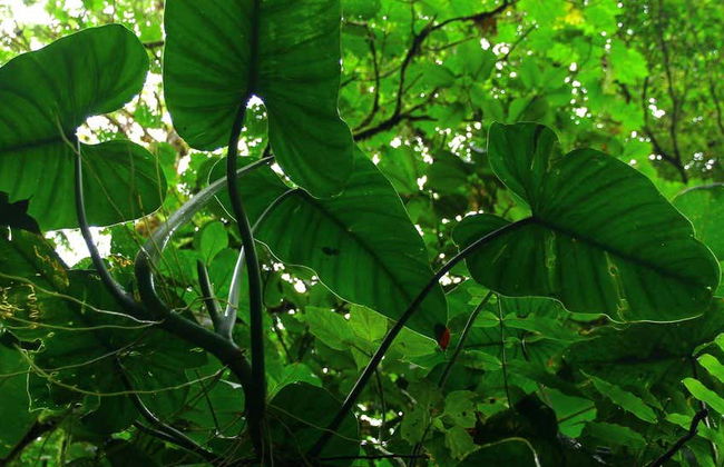 Excursión a Santa Elena y Cuevas Palestinas - Foto 1