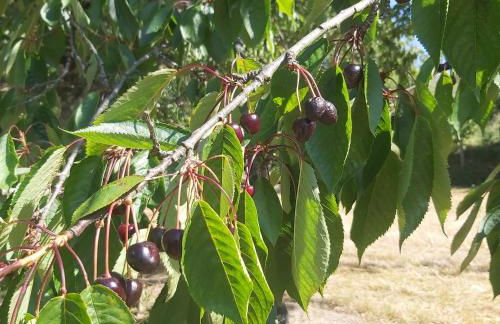 Quinta JR - Casa de campo - Foto 25