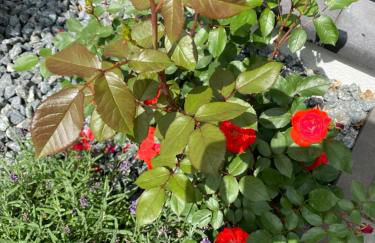 Luxuriöses Ferienhaus Anita mit Pool, Whirlpool und Sauna nahe Timmendorfer Strand, Travemünde und Lübeck - Foto 30