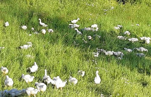 Am Hohestein - Foto 18