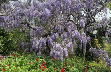 “Da Gio” in un antico borgo di Genova - Foto 15