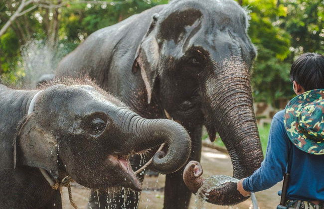 Excursión a una protectora de elefantes - Foto 1