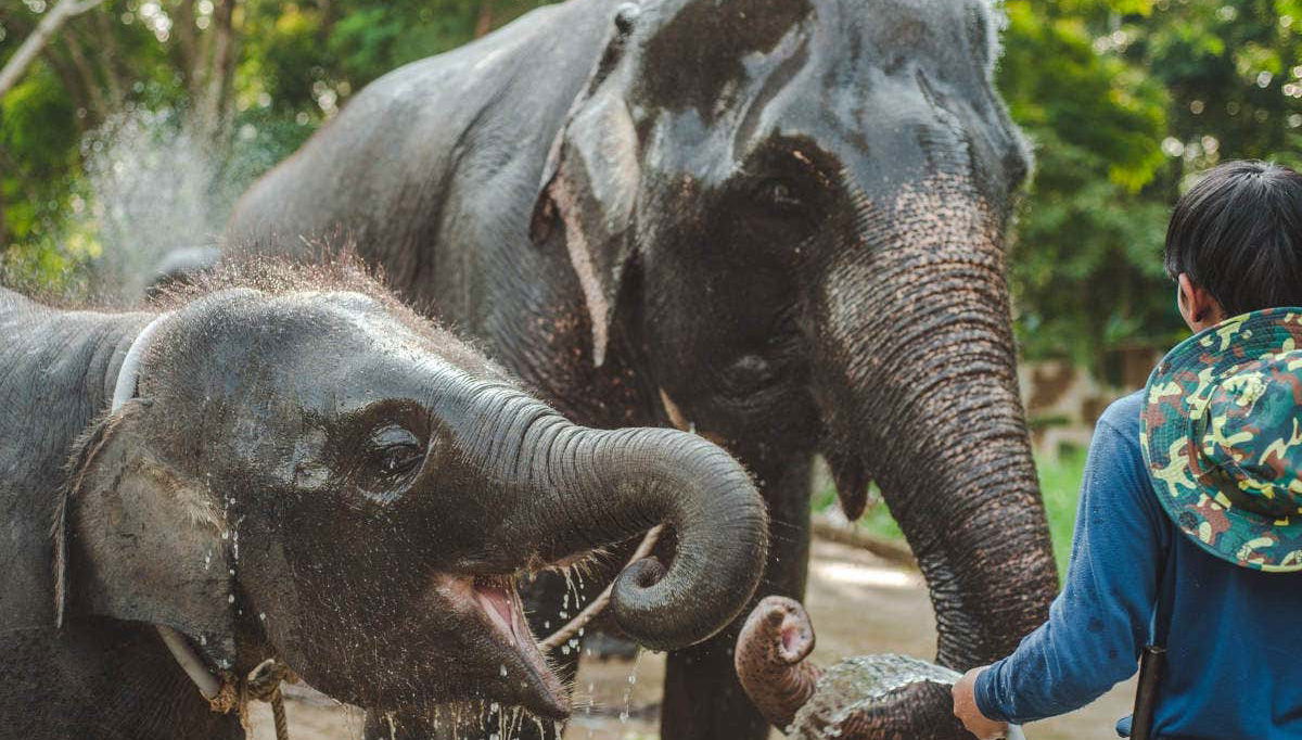 Elephant Conservation Center Day Trip - Foto 1