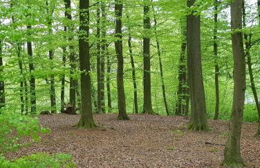 Ferienhaus Heide - Foto 29