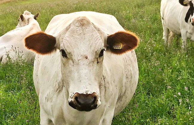 4 Person Holiday Home in Stjarnhov - Foto 9