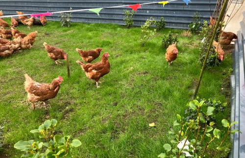 Seaview luxury pod - Photo 46