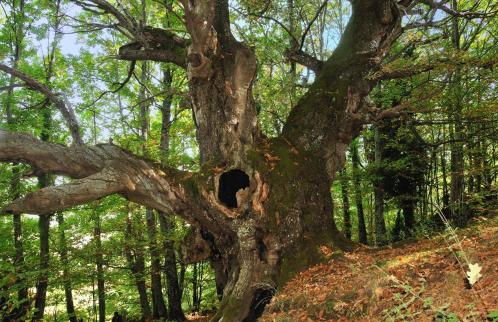 La casita del jerte - Foto 17