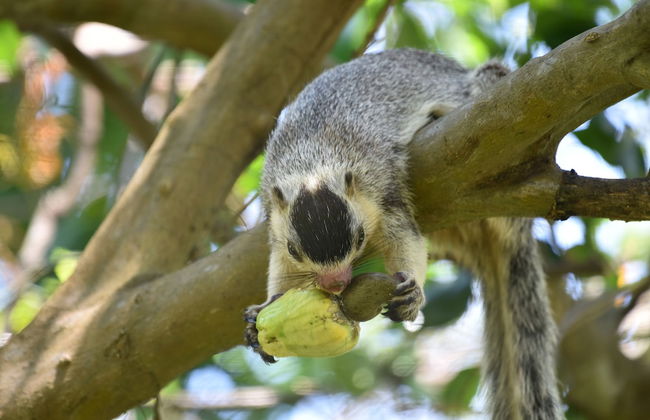 wilpattu Tree House - Foto 24