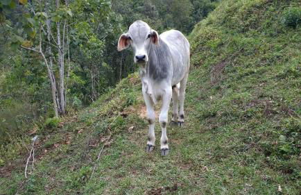 Sítio Recanto do Araçá - Foto 56