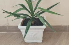 Brezza Marina - Foto 12