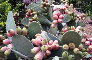 Il Limoneto di Leo - Foto 11