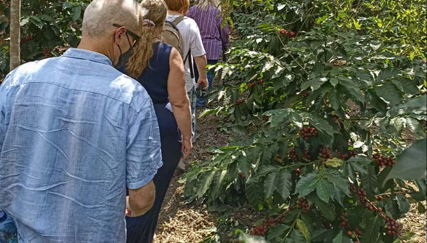 Recorriendo las plantaciones de café
