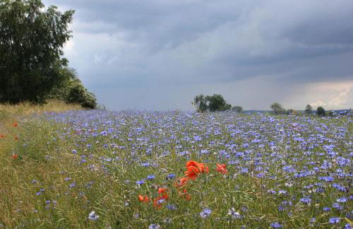 Ferienwohnung "Galerie" - Foto 24