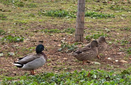 Belle Quercynoise piscine jacuzzi partagés - Foto 66