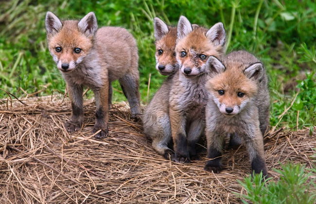 Doppelhaushaelfte in Hasselfelde - Foto 12