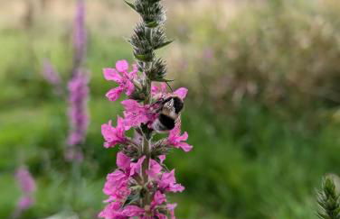 Traumkrone Ferienwohnungen - Wiesengrün - Foto 43