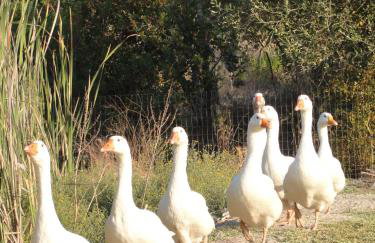 Aroggia Farm - Foto 1