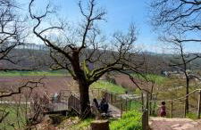 Froschkönig mit Teichblick - Photo 22