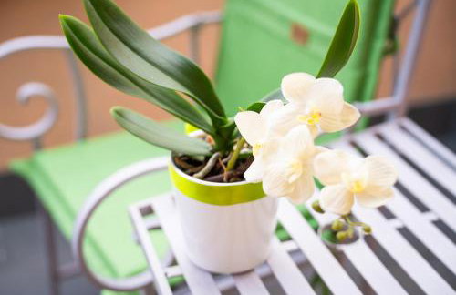 Piccola Orchidea - Foto 13