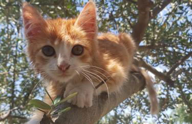 Agriturismo PETRA LUCANA - Photo 47