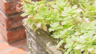 Casa Antica Pietra Spilimbergo - Foto 3, Garden view