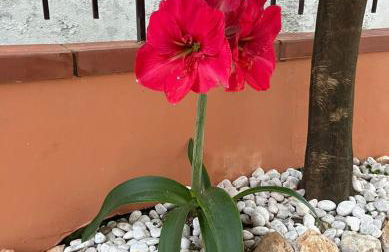 Stefy's House - Photo 9