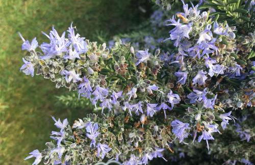 Residence Petradoru - Foto 6