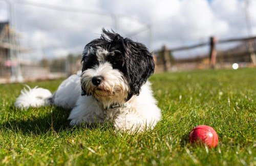 Sunday Sun BR31 Silverlake Dorset - Photo 28