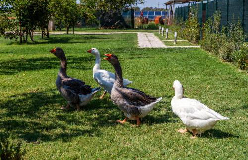 Agriturismo il Pollino - Foto 6