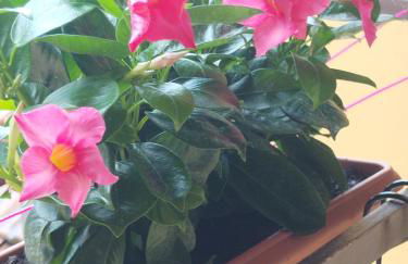 La casa al lago in centro storico - Foto 6