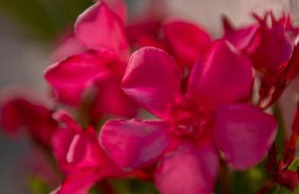 ONIRO Villas - Foto 44