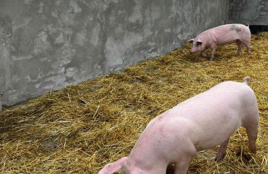 Ferienhaus Alte Försterei im Harz - Urlaub auf dem Bauernhof - Foto 14