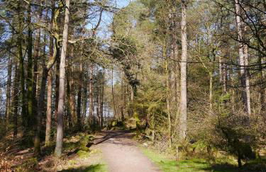 Springfield - Foto 23